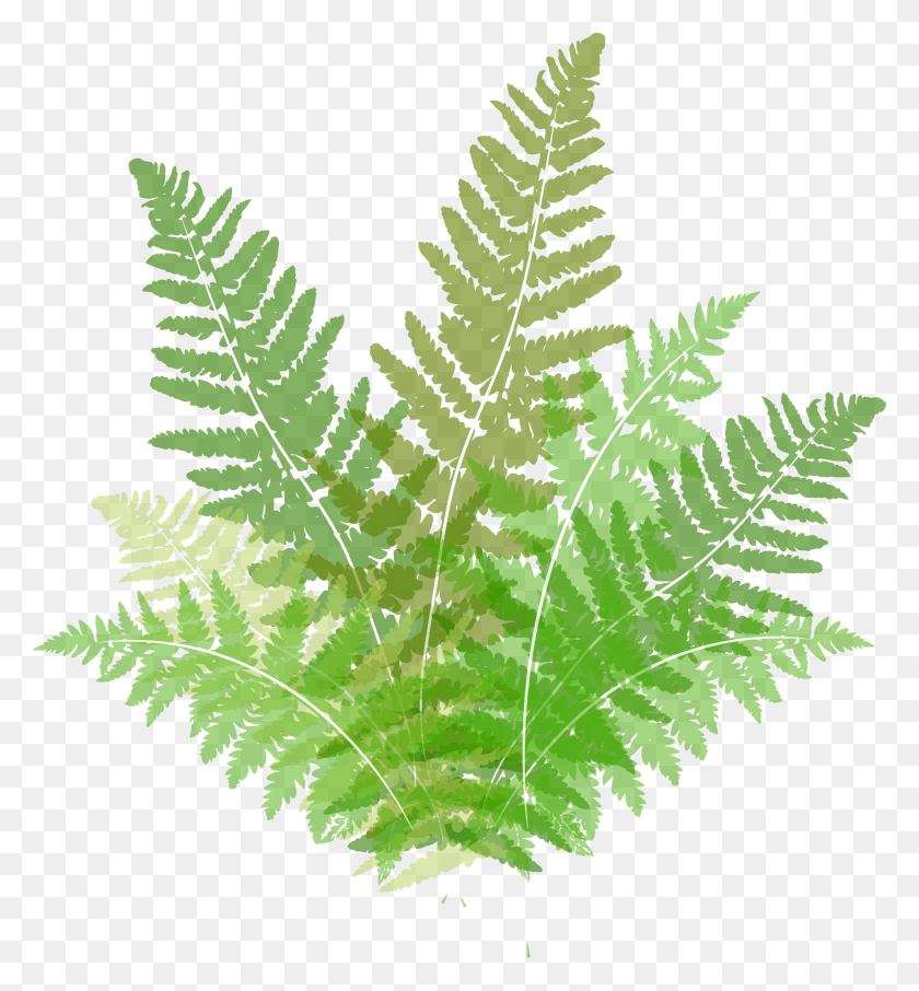 2694x2922 Папоротник Клипарт Растительность Страусиный Папоротник, Лист, Растение, Зеленый Hd Png Скачать
