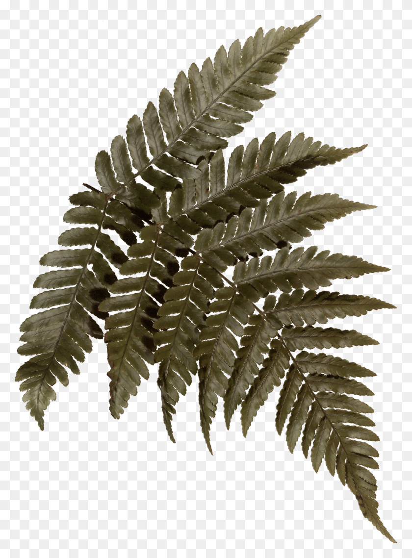 1481x2048 Fern Leaf Ferns, Plant, Fungus HD PNG Download