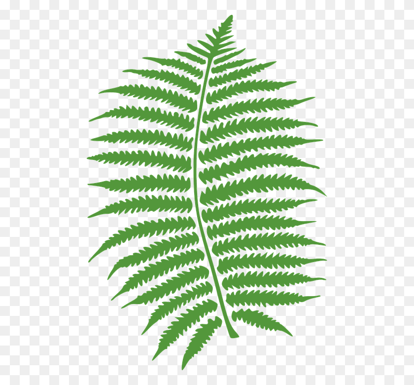488x720 Fern Leaf Green Plant Tree Branch Nature Red Fern Transparent, Bird, Animal HD PNG Download