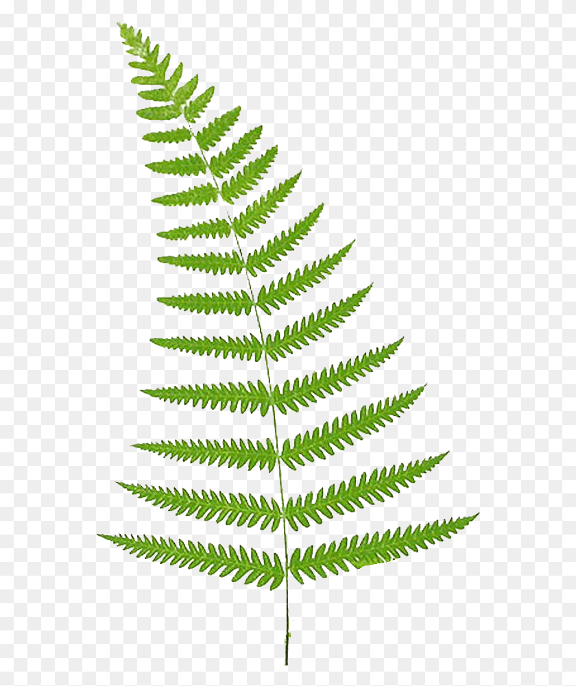 562x941 Fern Vector Leaf, Plant HD PNG Download