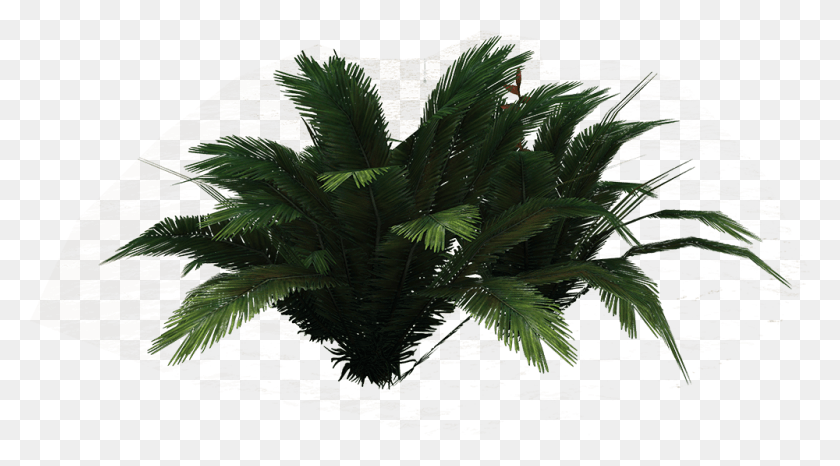 1000x521 Ferns Borassus Flabellifer, Plant, Tree, Palm Tree HD PNG Download