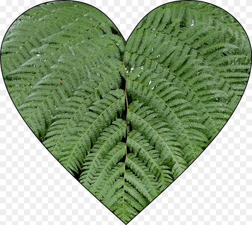 Ferns Ostrich Fern, Leaf, Plant Clipart PNG