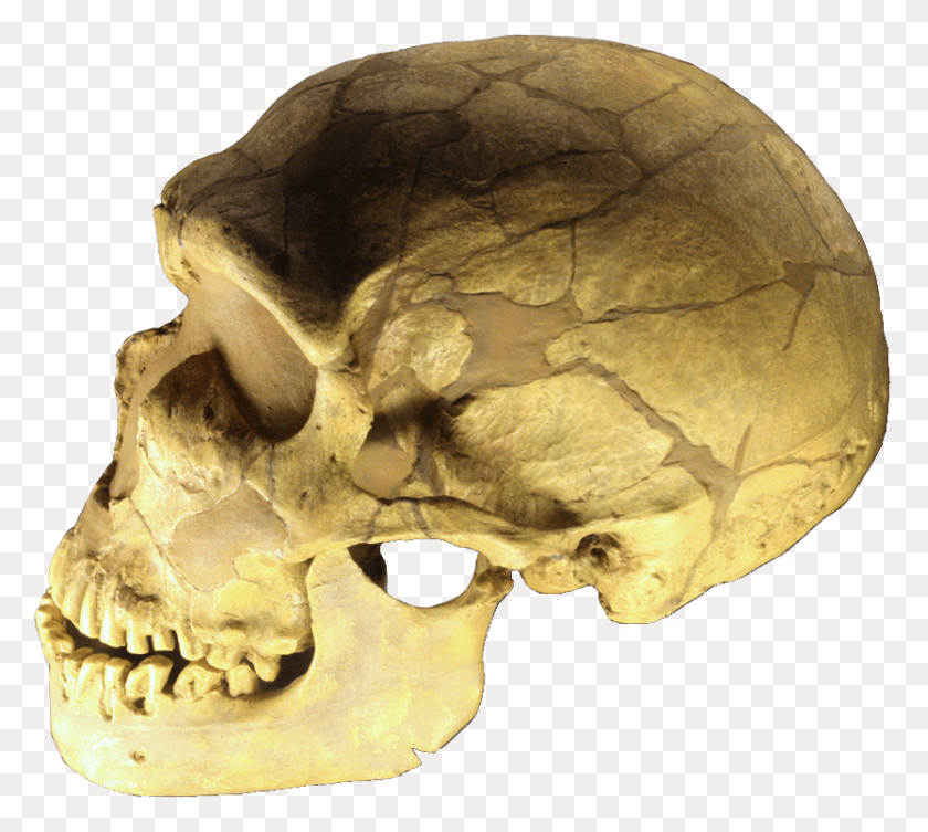 834x741 Ferrassie Skull Clear Homo Sapiens Череп Неандертальца, Черепаха, Рептилия, Морская Жизнь Png Скачать