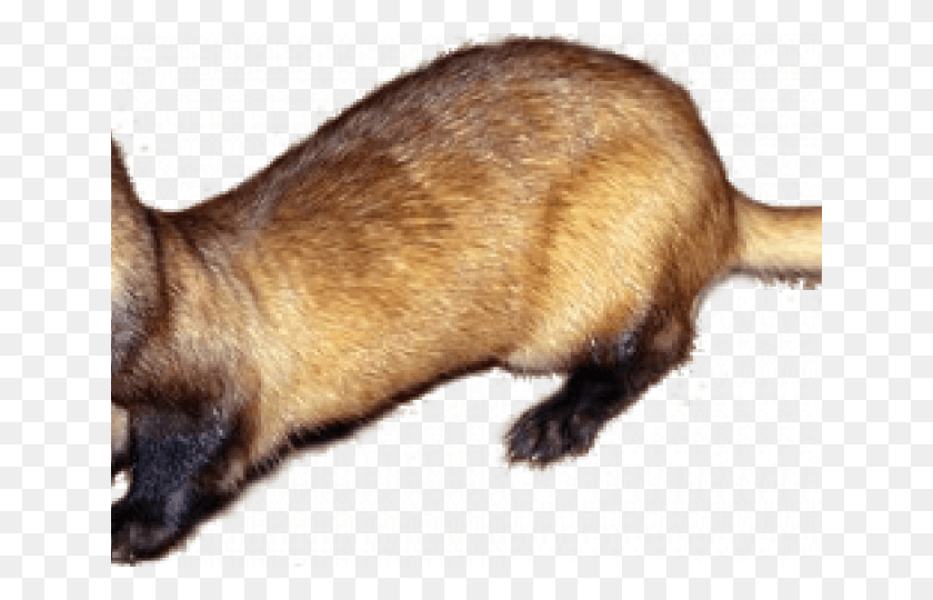 640x480 Ferret Clipart Transparent Black Footed Ferret, Animal, Mammal, Wildlife HD PNG Download