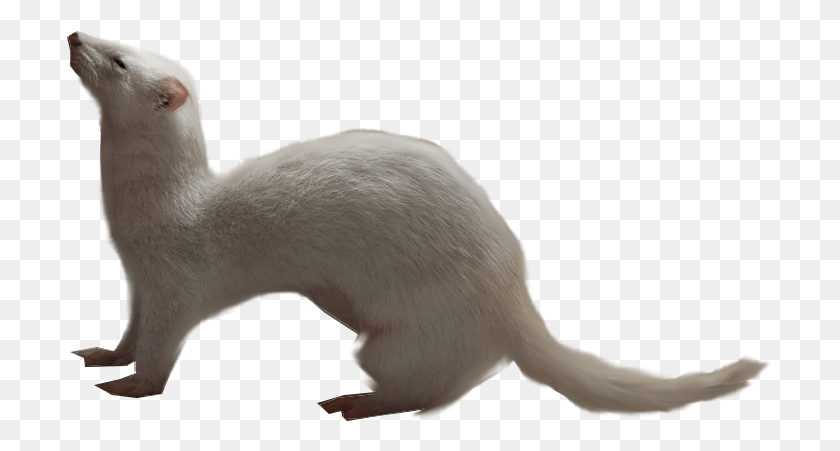 707x391 Ferret Ferret With Transparent Background, Animal, Mammal, Rodent HD PNG Download