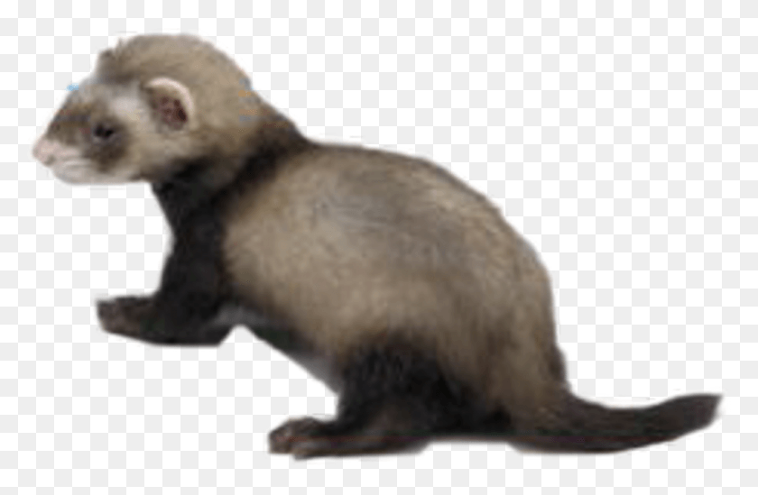 1024x642 Ferret Ferrets Ferretlove Cute Adorable Aww Freetoedit Weasel, Mammal, Animal, Rat HD PNG Download