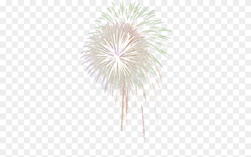 Feu Dartifice Fond Blanc Feu D Artifice Blanc, Fireworks, Plant Clipart PNG