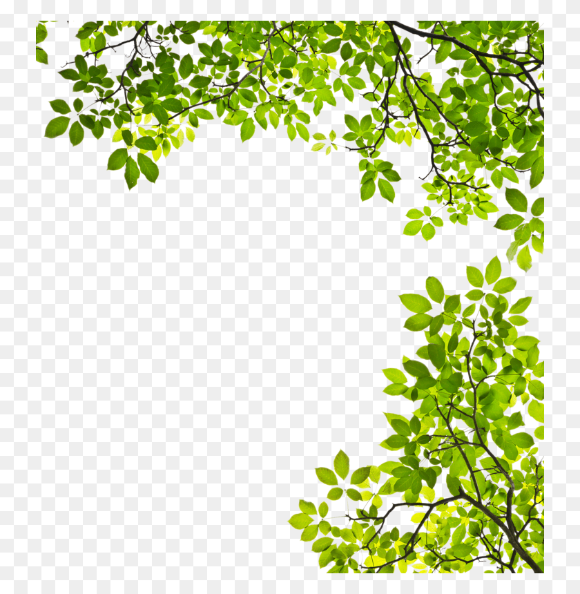 736x800 Feuille Arbre Tree Branches With Leaves Clipart, Vegetation, Plant, Leaf HD PNG Download