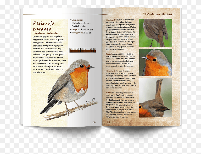 688x586 Ficha Petirrojo European Robin, Bird, Animal, Text HD PNG Download
