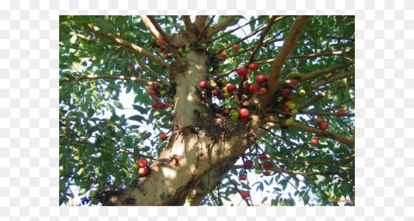 601x389 Ficus Glomerata, Plant, Fruit, Food HD PNG Download