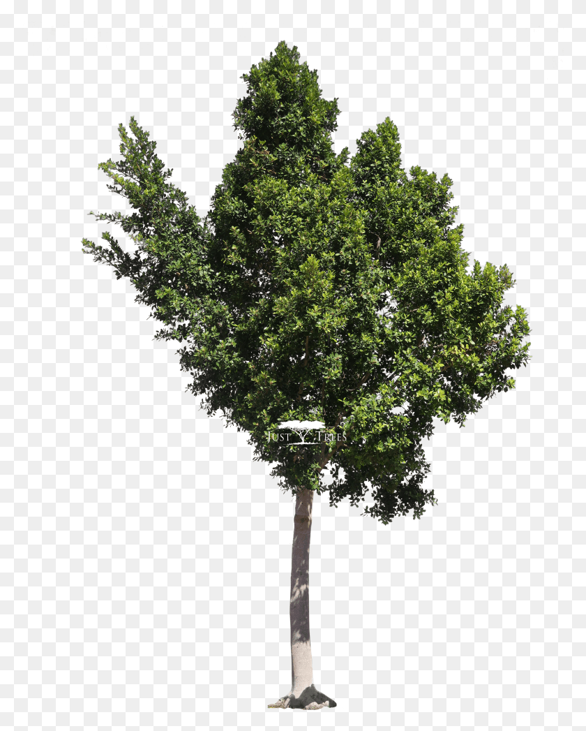 2763x3497 Ficus Microcarpa Nitida Arboles En Para Photoshop Hd Png Descargar