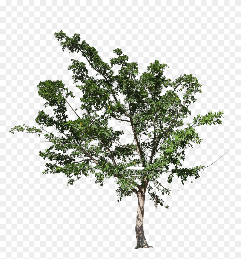 2840x3070 Ficus Natalensis Png / Ficus Natalensis Hd Png