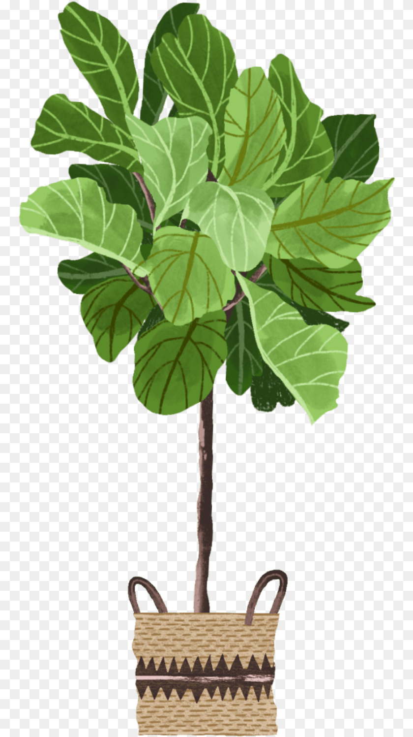 Fiddle Leaf Fig Storage Basket, Green, Plant, Potted Plant, Tree PNG