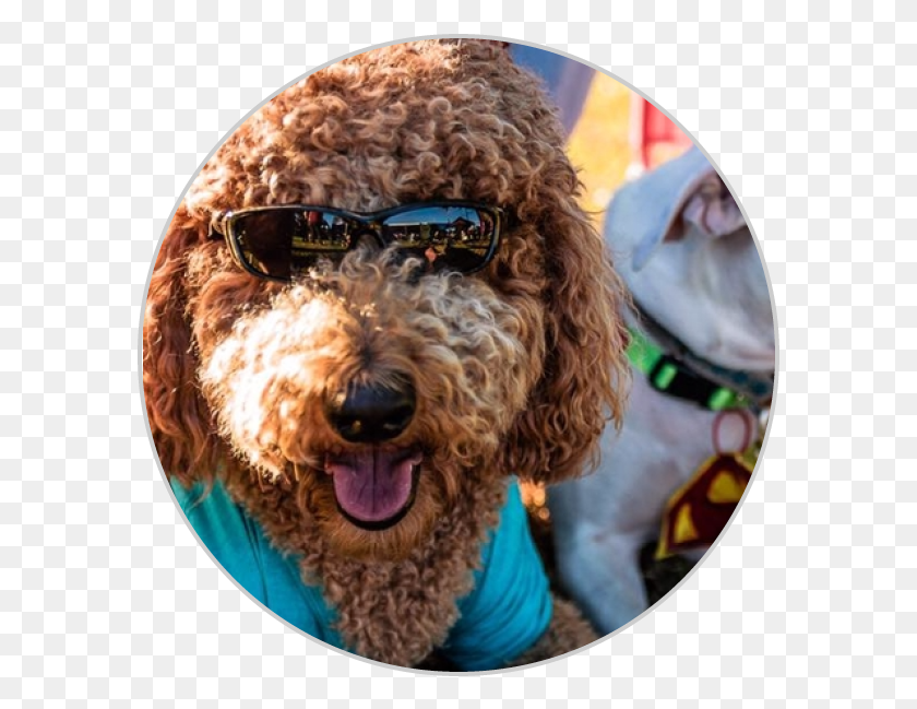589x589 Fido Fair Toy Poodle, Sunglasses, Accessories, Accessory HD PNG Download