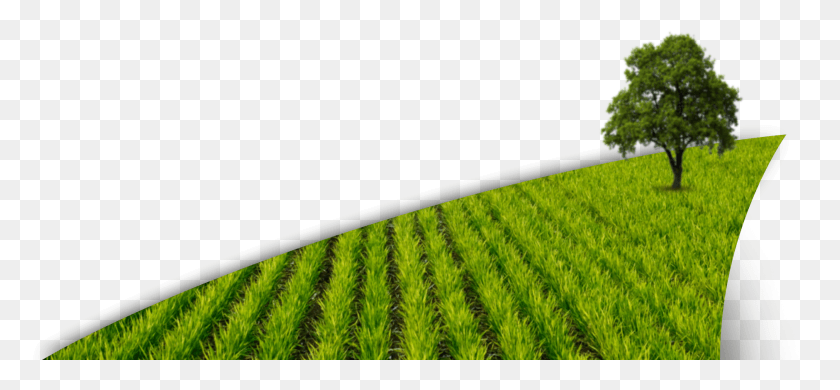 1880x796 Field Paddy, Nature, Grassland, Outdoors HD PNG Download