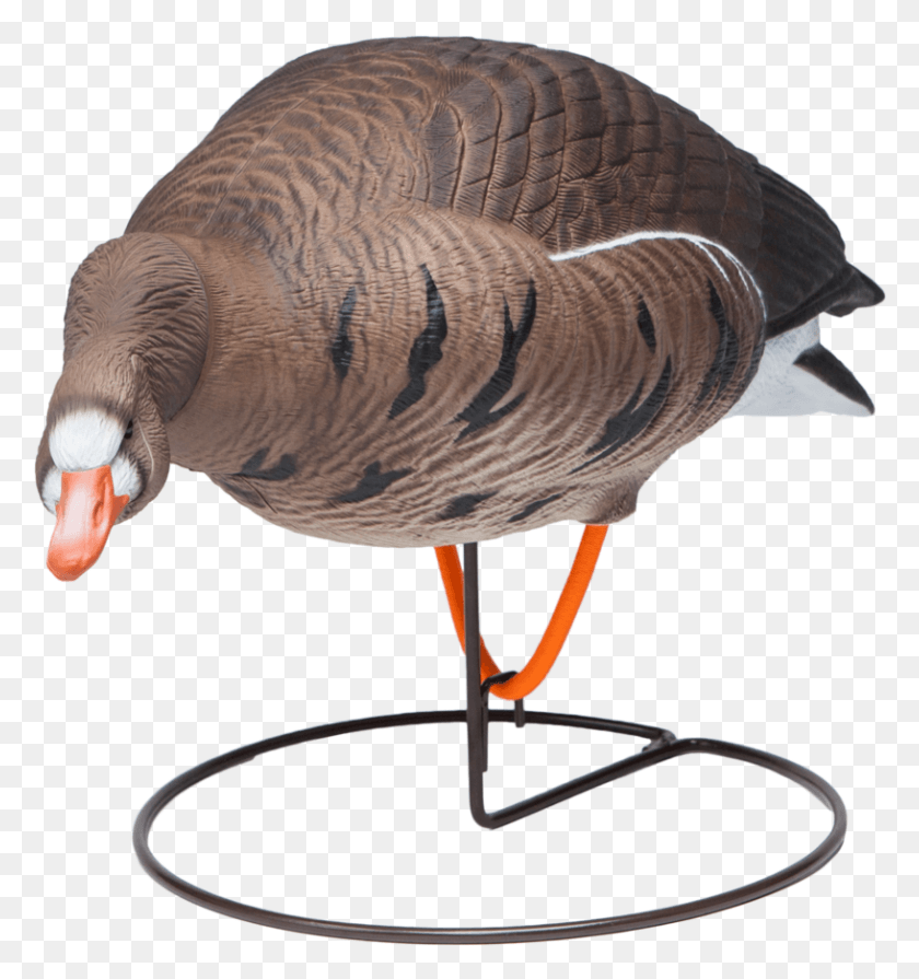 816x874 Field Speckle Bellies Left Feeder Goose Hunting Decoy Turkey, Bird, Animal, Waterfowl HD PNG Download