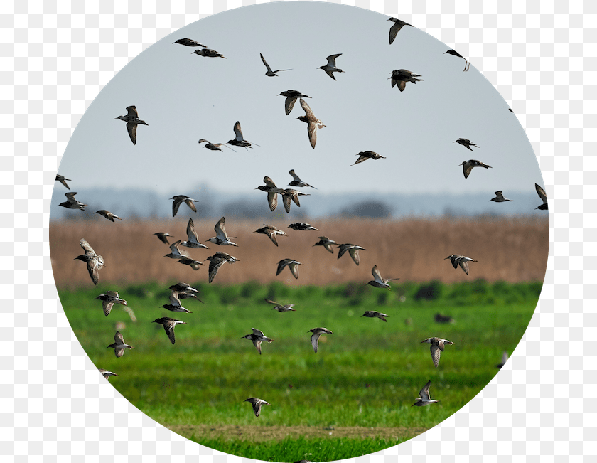 705x651 Field U0026 Row Crops Bird Gard Birds In The Field, Animal, Flock, Flying, Photography Transparent PNG