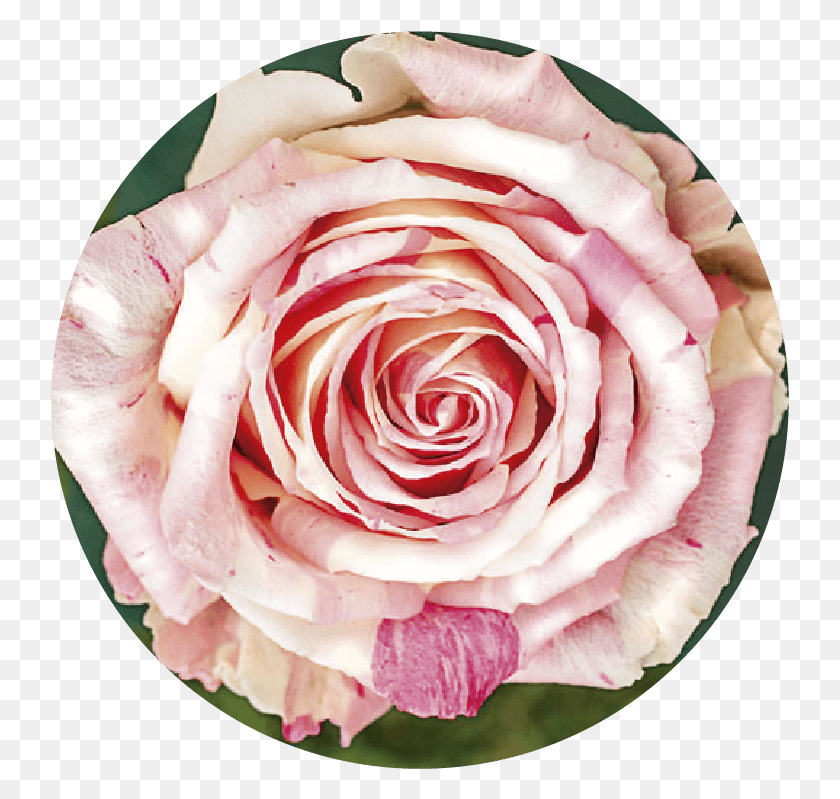 739x739 Fiesta 09 Hybrid Tea Rose, Flower, Plant, Blossom HD PNG Download