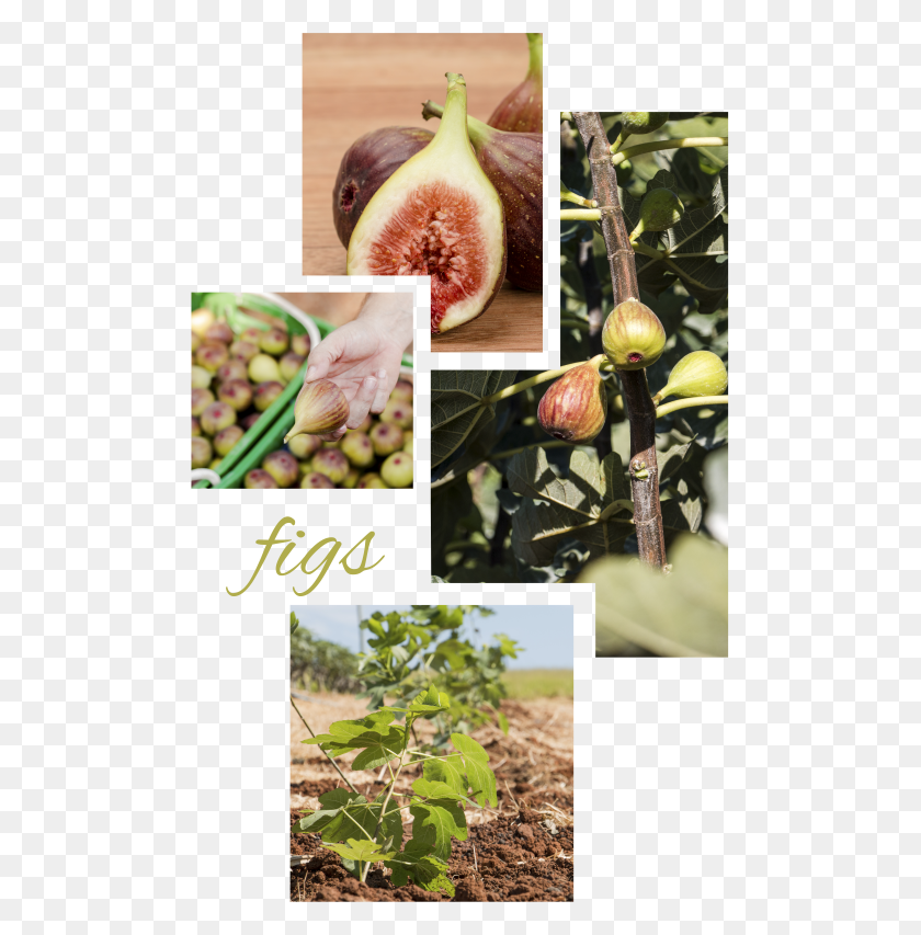 491x793 Higo Alimentos Naturales, Planta, Fruta, Alimentos Hd Png