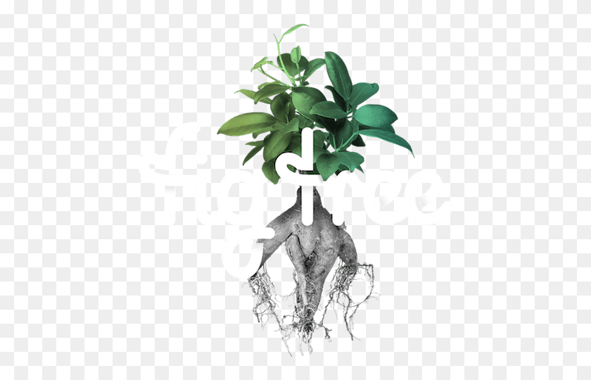 455x480 Фиговое Дерево Цифровой Рисунок, Растение, Горшечное Растение, Ваза Hd Png Скачать