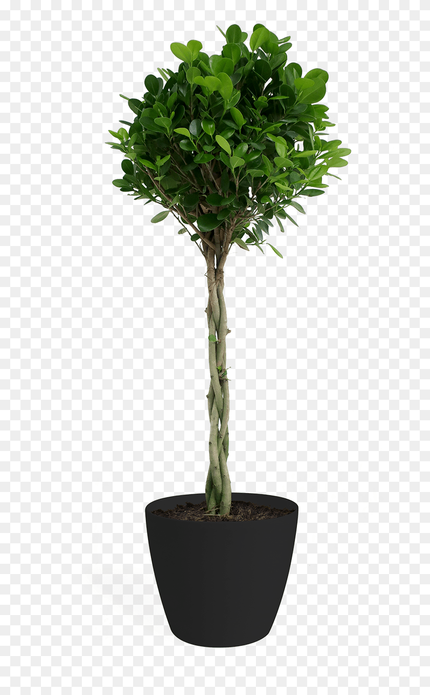 700x1356 Fig Trees, Leaf, Plant, Potted Plant, Tree Clipart PNG