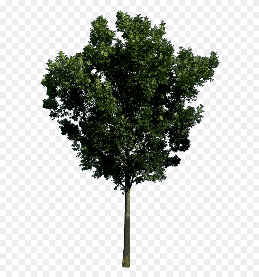 589x839 Фиговые Деревья Photoshop, Дерево, Растение, Ствол Дерева Hd Png Скачать