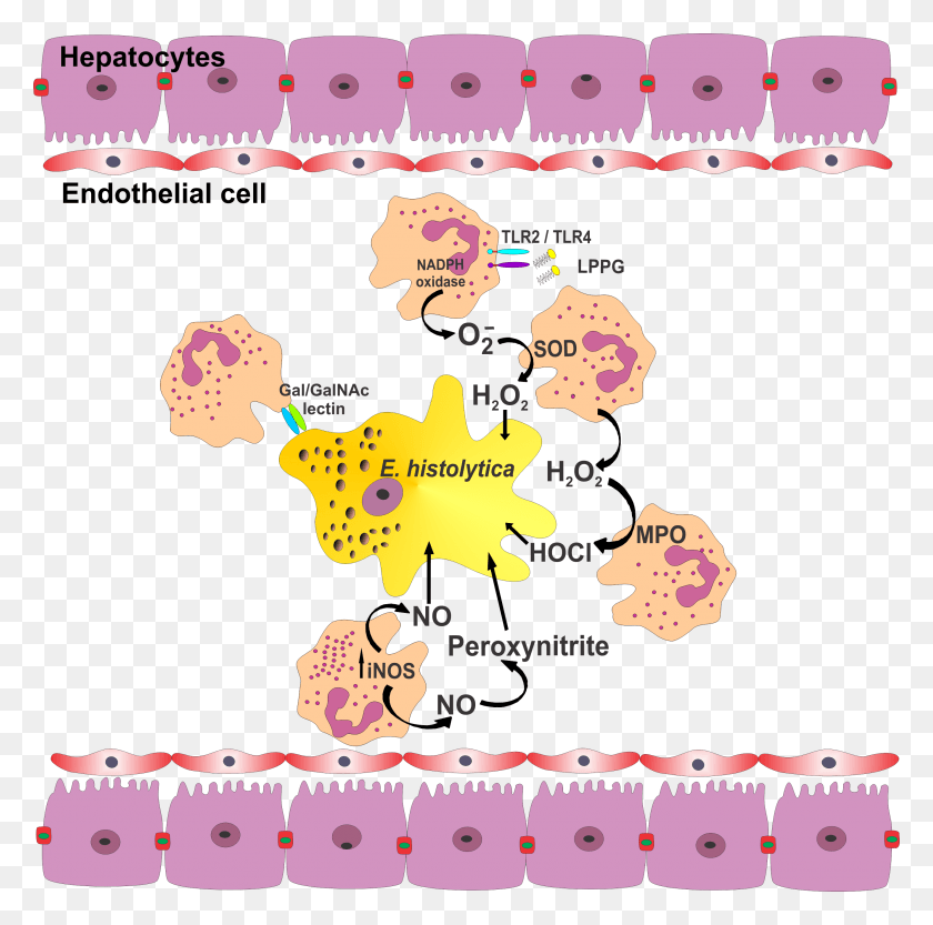 2667x2645 Fig1 Role Of Neutrophils In Rodent Amebic Neutrophil And Abscess, Word, Plot, Text HD PNG Download