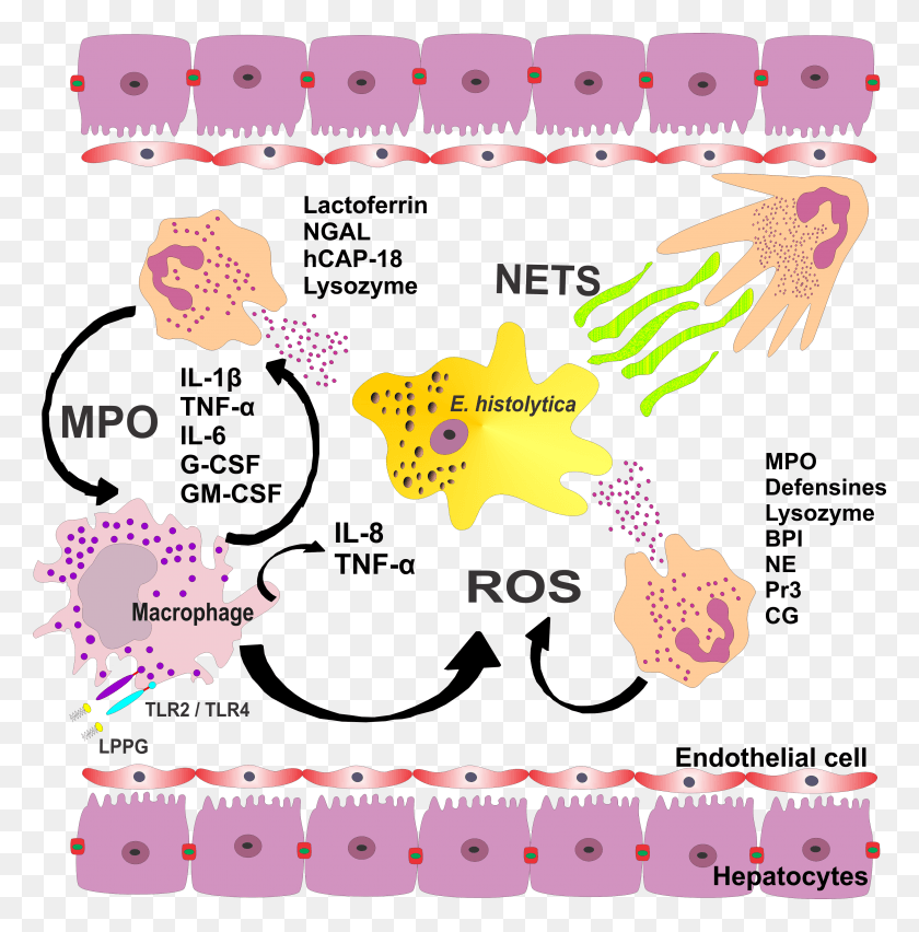 3693x3751 Fig2 Role Of Neutrophils In Rodent Amebic Amoebic Liver Abscess Pathogenesis, Flyer, Poster, Paper HD PNG Download
