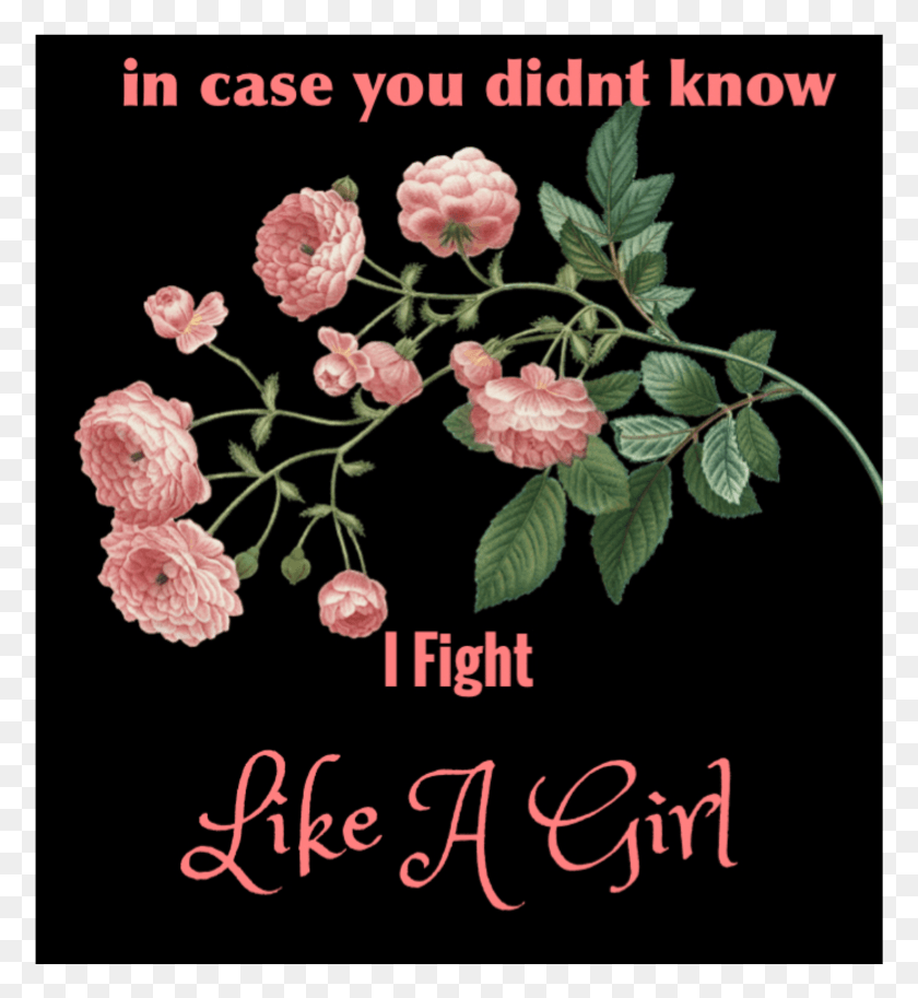777x853 Fight Like A Girl Rosa Glauca, Plant, Flower, Blossom HD PNG Download