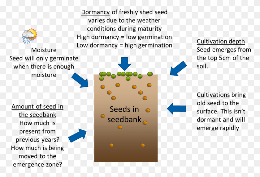 1160x765 Figure 3 Factors Affecting Black Grass Germination Factors Affecting The Seed Germination, Paper, Text, Confetti HD PNG Download