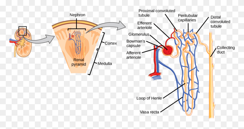 1043x517 Figure 41 2 3 The Nephron Is The Functional Unit Kidney Nephron Diagram, Face, Text, Light HD PNG Download