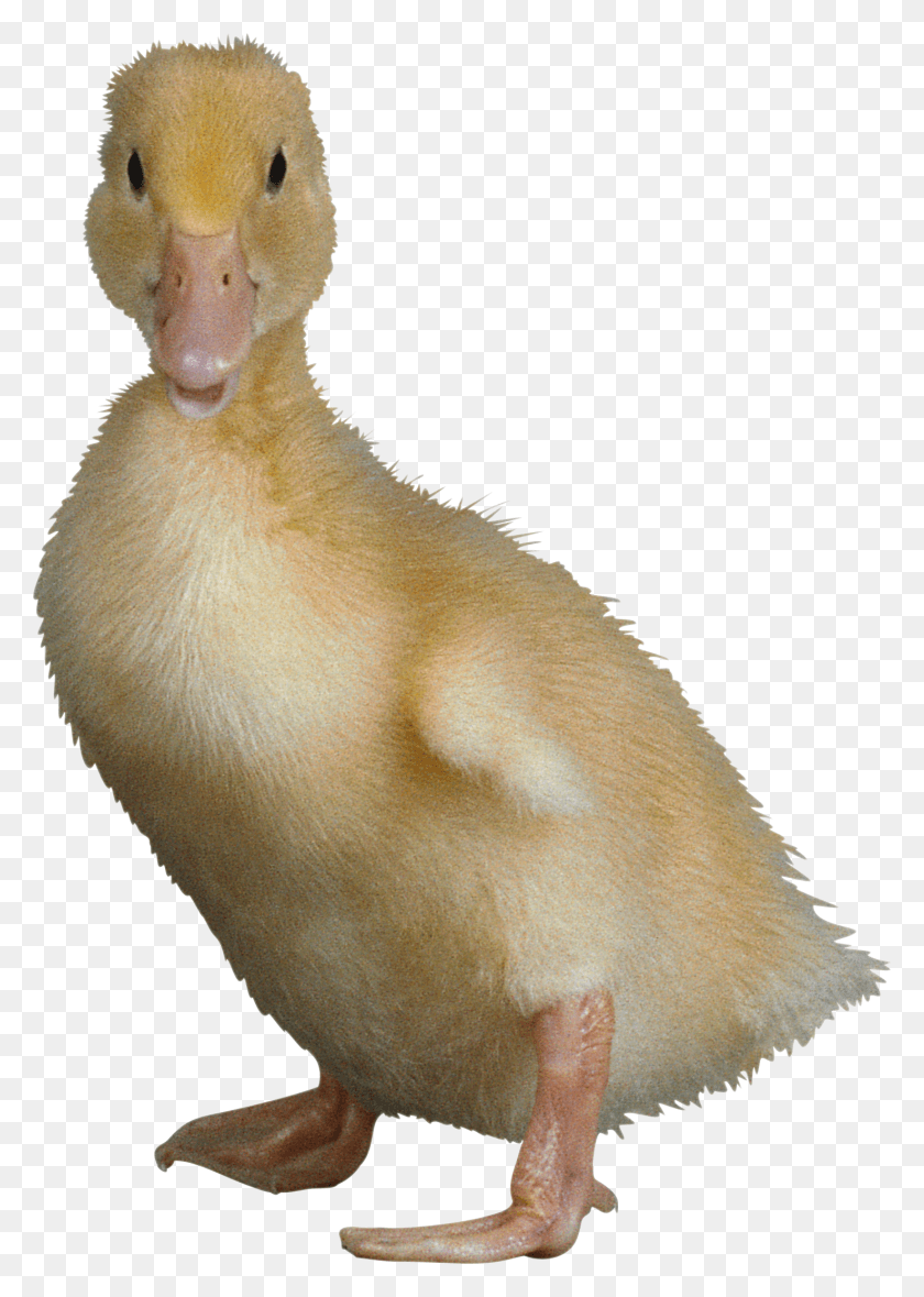 1475x2117 Figure Duck Image Ugliest Duck In The World, Animal, Mammal, Bird HD PNG Download