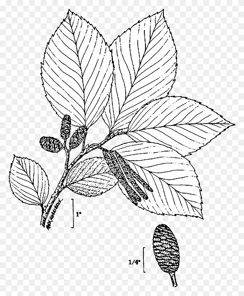 1481x1816 File Alnus Incana Drawing Wikimedia Commons Transparent Plant Drawn, Leaf, Veins, Flower HD PNG Download