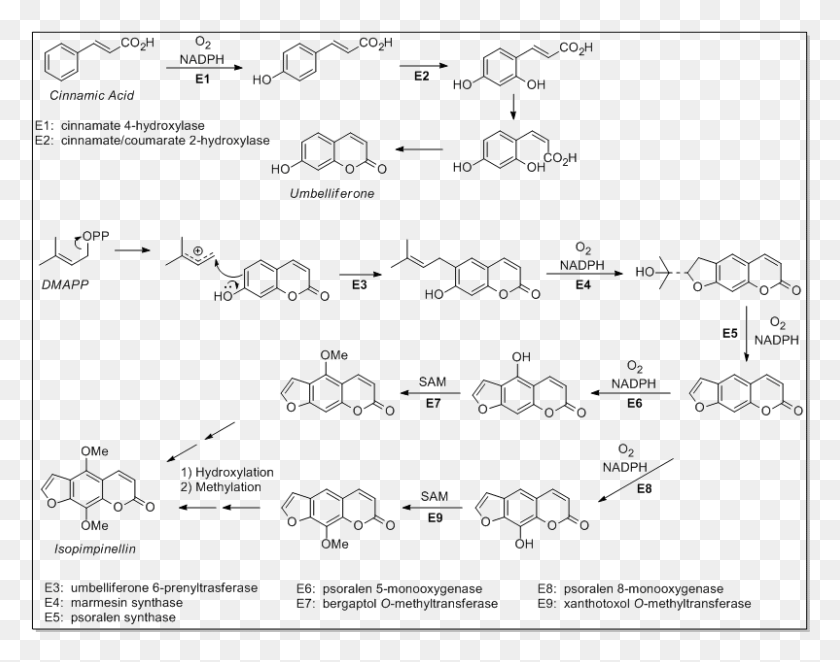 802x620 Файл Chem257 2 Биосинтез Дикумарола, Текст, Меню, Символ Hd Png Скачать