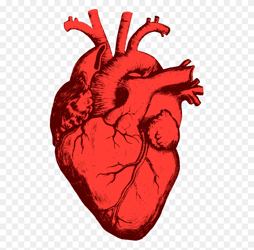 509x768 File Coeurhumain Svg Wikimedia Commons Royalty Heart Shape In Our Body, Hand, Fist HD PNG Download