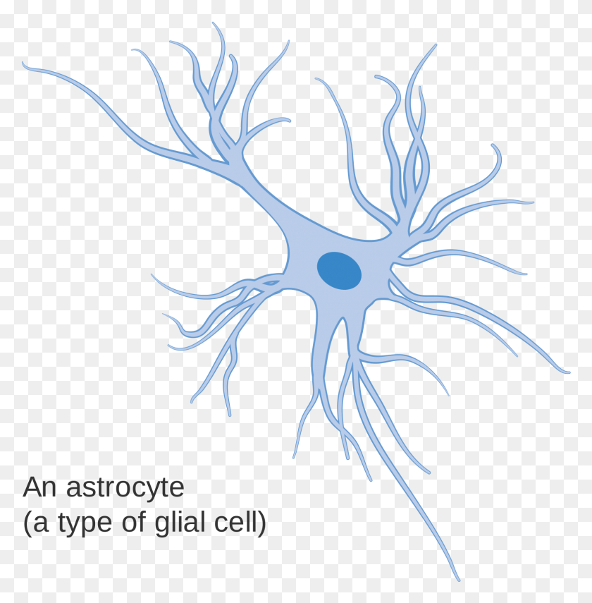 1552x1582 File Diagram Of Glial Cells, Antler, Root, Plant HD PNG Download