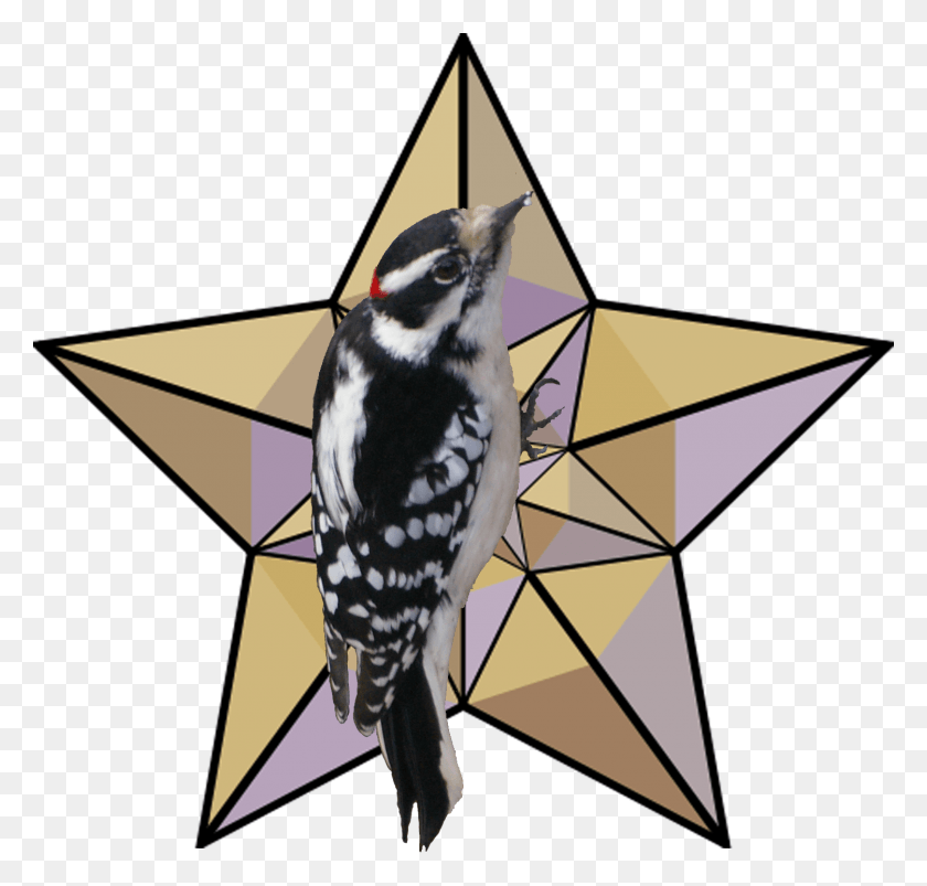 1500x1430 Логотип Шерифа Округа Хендри, Дятел, Птица, Животное Png Скачать