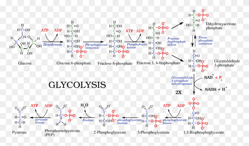 833x461 File Glycolysis Pathway With Enzymes Structures, Scoreboard, Text, Plot HD PNG Download