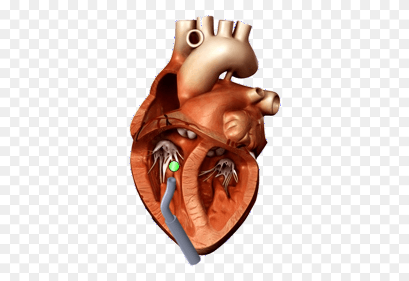 314x516 File Heart 3d Heart Model, Person, Human, Figurine HD PNG Download