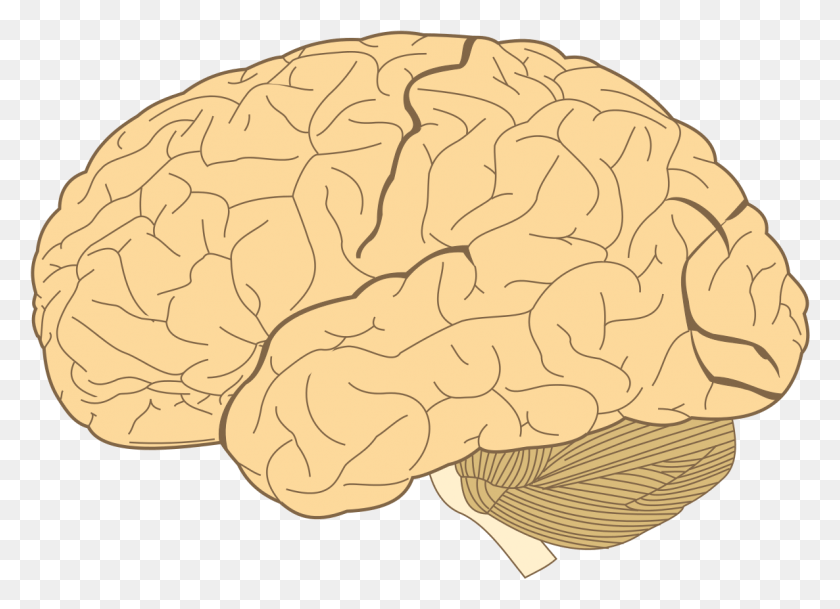 1186x836 File Human Brain Svg Frontal Lobe, Plant, Vegetable, Food HD PNG Download