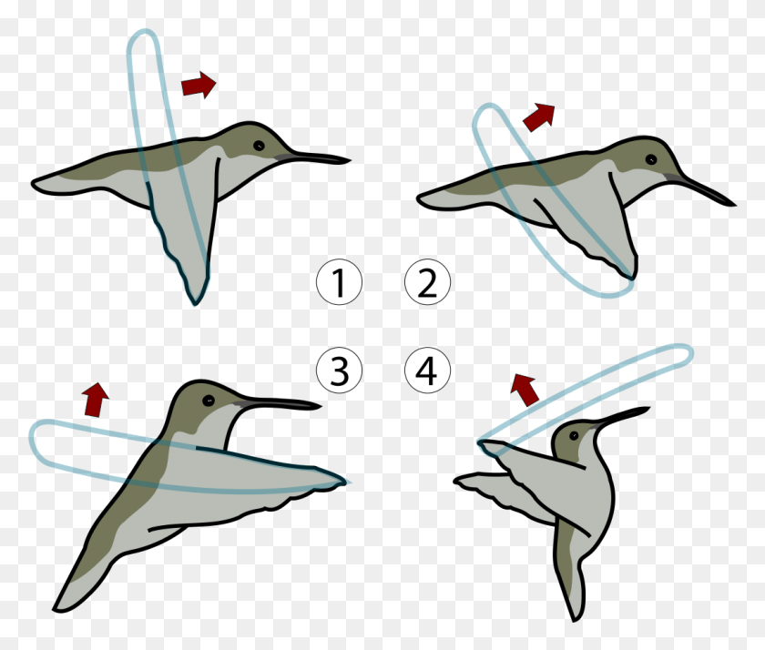 1079x905 File Hummingbird Flight Svg Hummingbird In Flight Diagram, Bird, Animal, Sea Life HD PNG Download