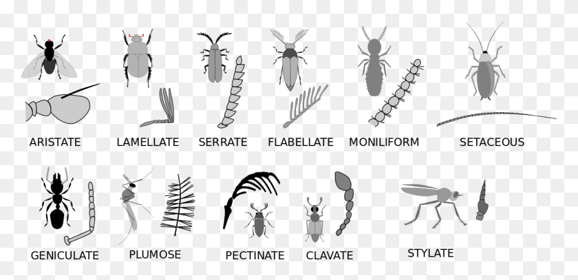 1125x501 File Insect Antennae Svg Insect Antenna Types, Animal, Invertebrate, Text HD PNG Download