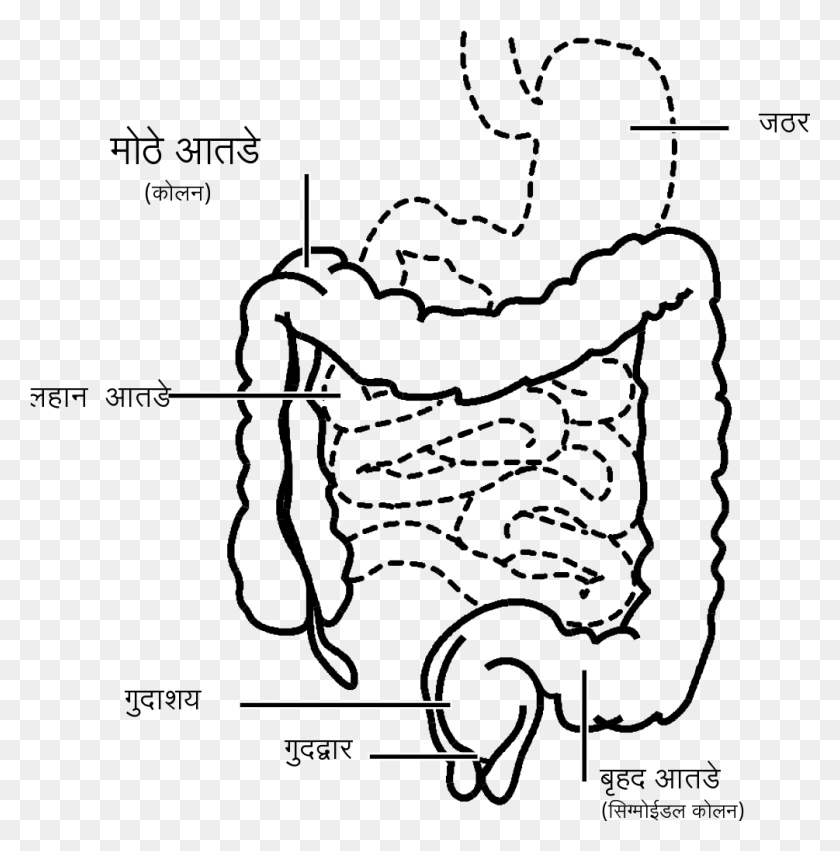 1005x1020 File Intestine Mr Svg Small Intestine And Large Intestine Drawing, Text, Diagram, Symbol HD PNG Download