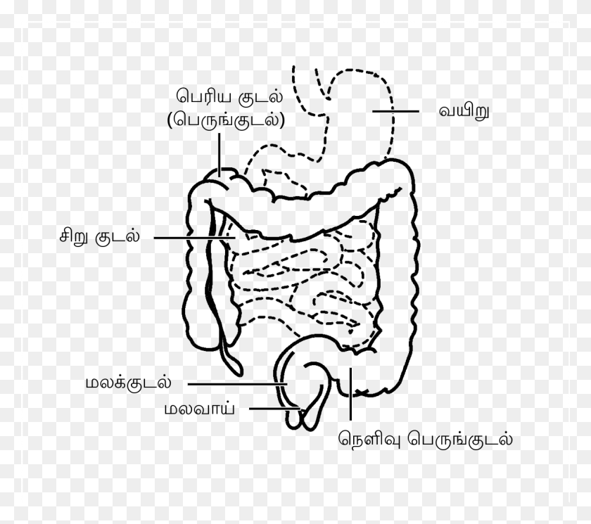 1165x1024 File Intestine Ta Svg Localisation Of Colorectal Carcinoma, Text, Diagram, Plot HD PNG Download