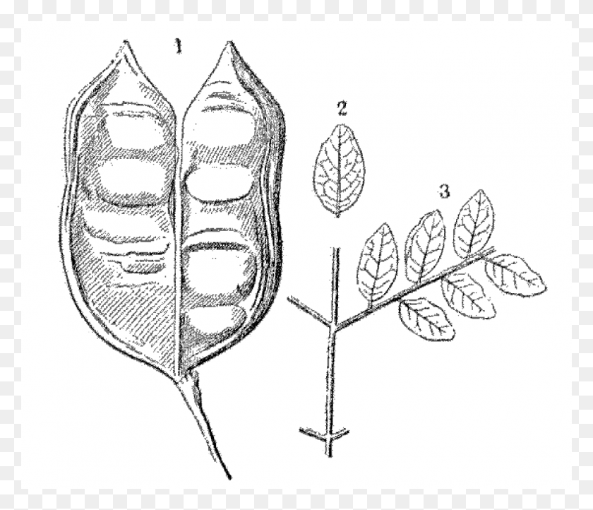 980x832 File La Nature 1877 S2 P260 Les Priodes Sketch, Растение, Лист, Цветок Hd Png Скачать