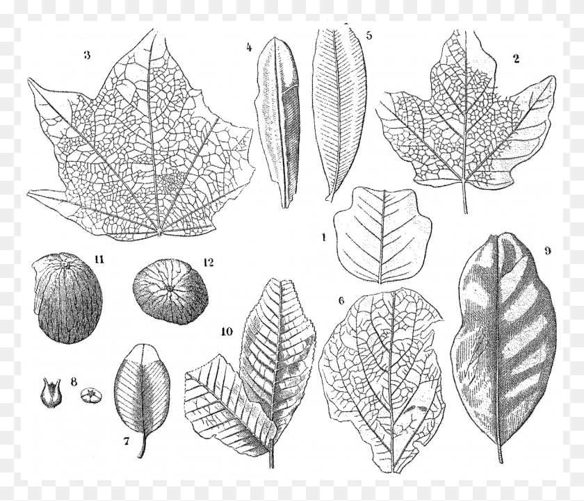 2090x1772 File La Nature 1878 S1 P285 Les Priodes Drawing, Leaf, Plant, Seed HD PNG Download