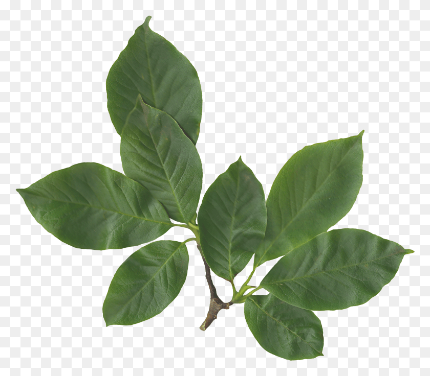 2183x1892 File Magnolia Soulangiana Scanned Leaves Wikimedia Transparent Leaves, Leaf, Plant, Annonaceae HD PNG Download