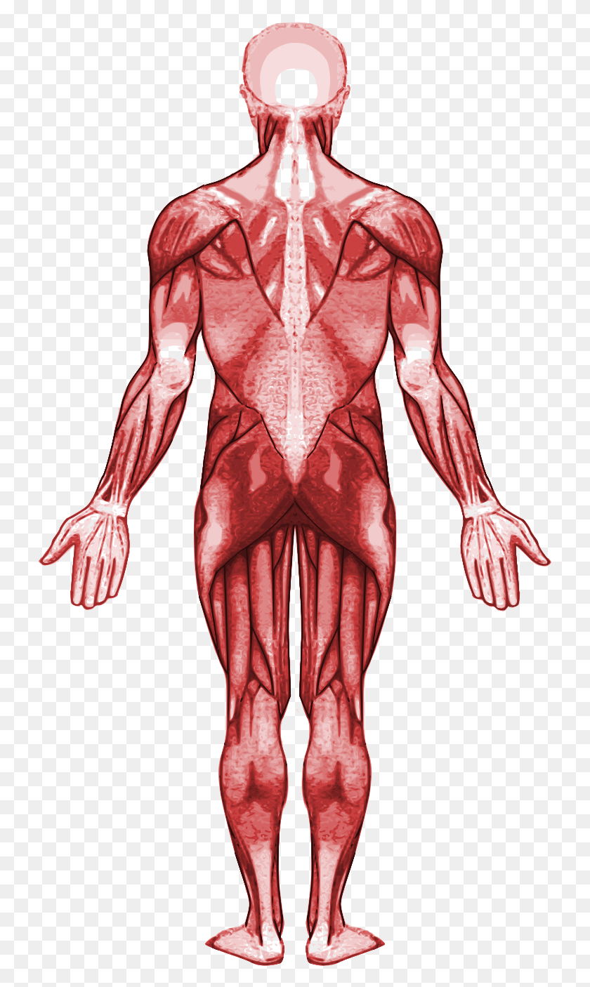 731x1346 File Muscular System Back Svg Parts And Function Of Muscular System, Person, Human HD PNG Download
