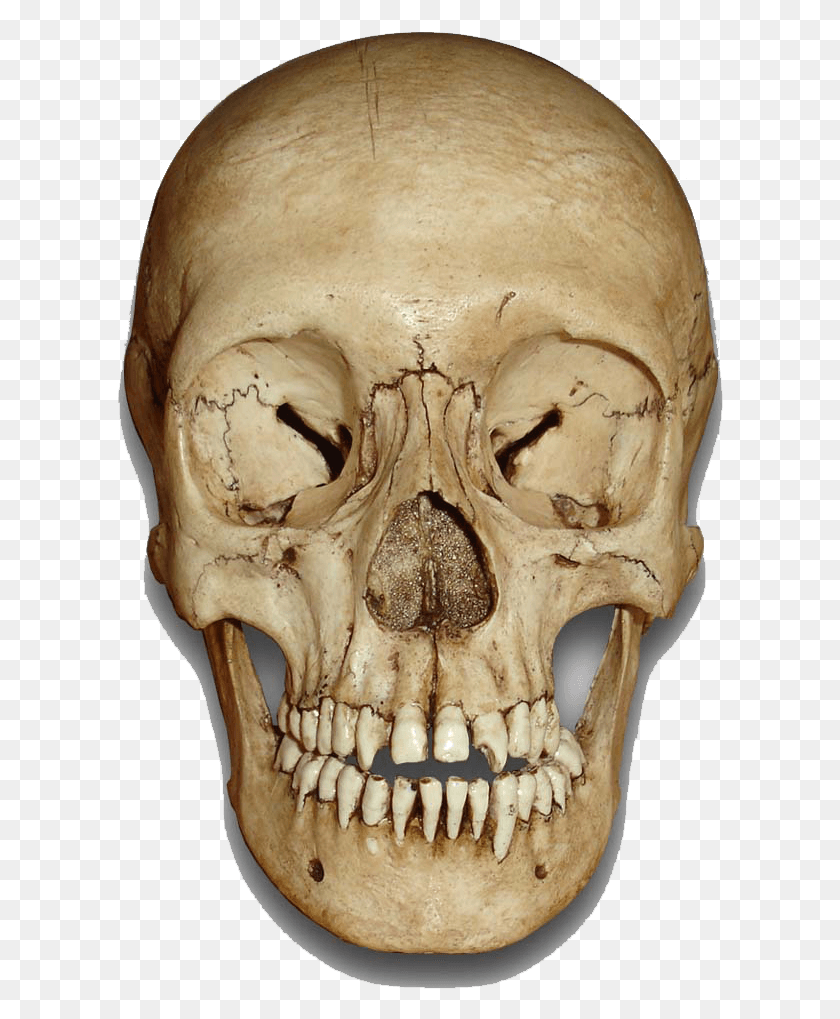 606x959 Скелет Эффекты, Челюсть, Зубы, Рот Png Скачать