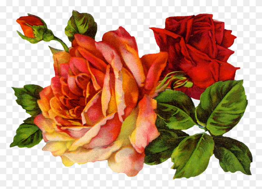 1363x959 Файл Старомодный День Матери, Растение, Цветок, Цветение Hd Png Скачать